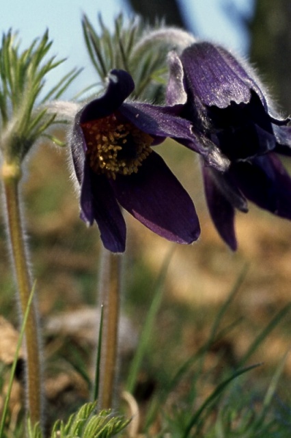 Pulsatilla montana / Pulsatilla comune